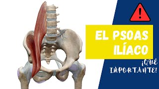 Músculos PSOAS e ILÍACO Sácale el 👉MÁXIMO provecho conociendo su anatomía👇 [upl. by Nolan]