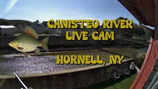 Canisteo River Live Cam 247  Hornell New York  9132024 [upl. by Suiramad]