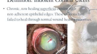 Indolent Corneal Ulcers [upl. by Ailis]