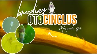 How to Breed Otocinclus Affinis The Whole Process [upl. by Anitnegra]