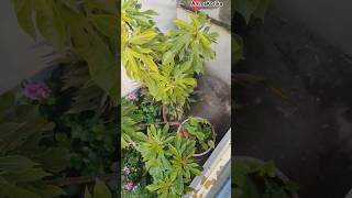 Mini garden part 2  outdoor plants indoor plants flowers shortstrending viralshortsfeed [upl. by Nemzzaj331]