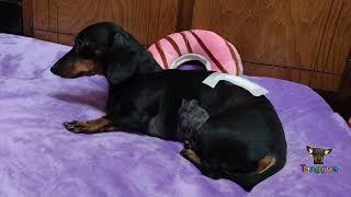 cover a wound for a dachshund bassotto tacskó ダックスフント такса [upl. by Mallory]