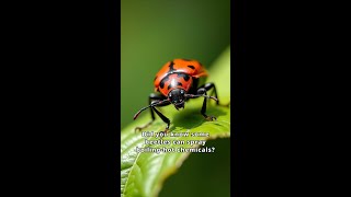 The Incredible Bombardier Beetle Natures Chemical Warrior [upl. by Grier]