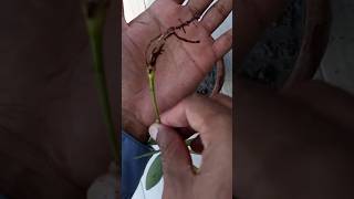 How to Propagate Schefflera from leaf cutting schefflera umbrellaplant gardening [upl. by Ecnerolf]