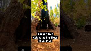 Juggling in Agassiz Tree at Calaveras Big Trees State Park juggling skills flow nature [upl. by Akcinehs]