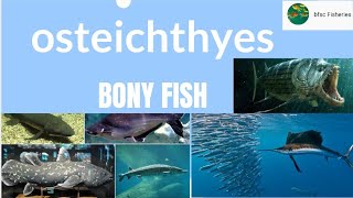 osteichthyes  bony fish marine biologytaxonomy of Finfish icarjrfhandbook of fisheriesbfsc [upl. by Anihcak]