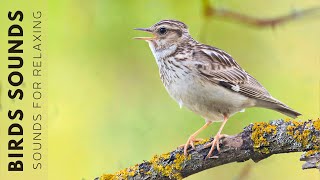 Birds Singing  Relaxing Bird Sounds Heal Stress Soothing Nature Sounds Woodland Birds Chirping [upl. by Ahsar]