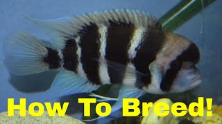 How to Breed Frontosa Cichlids [upl. by Fabriane568]