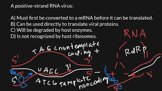 Virus Plus and Minus Strands Explained [upl. by Namas35]