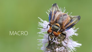 MACRO  Phasia hemiptera  Wanzenfliege  Lumix FZ2000  FZ2500  FZH1  Marumi DHG 3 Achromat [upl. by Cesare]