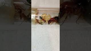 Camponotus floridanus  worker feeding larva insects camponotus fauna carpenterants mrówki [upl. by Chobot]