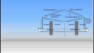 11CardioVascular System5Anastomosis Anatomy Intro Dr Ahmed Kamal [upl. by Eilema866]