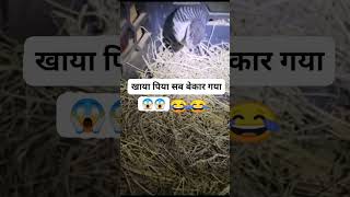 Khaya Piya sab bekar Gaya 🤣😅😨funny shorts viralshorts [upl. by Bedad]