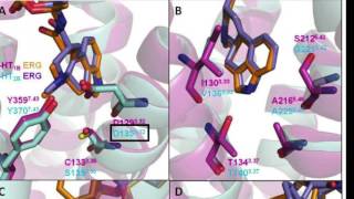 Serotonin Receptors [upl. by Anaele]