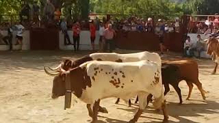 festejos populares encierro en villaverde del guadalimar Albacete [upl. by Inus]