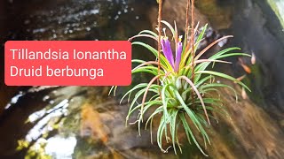 Tillandsia Ionantha Berbunga [upl. by Dede]