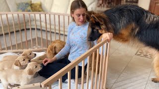 German Shepherd Meets Puppies for The First Time [upl. by Hilar325]