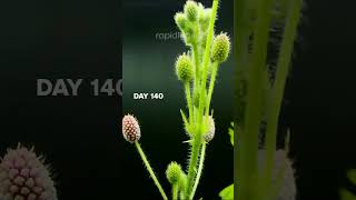 Legendary quotTouch Me Notquot Plant timelapse [upl. by Animsay]