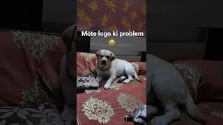 Subh uth nhi paate🤔doglover labrodar trendingvedio funny petlover youtubeshorts [upl. by Atnovart]