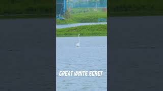 Great white egret।। সাদা বক ।। Nature Beauty of Bangladesh 2024 [upl. by Elinor]