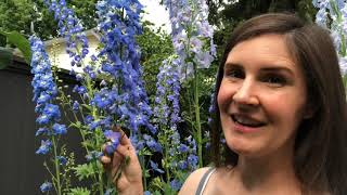 Blue delphiniums in the garden [upl. by Seebeck683]