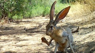 Barking Jackrabbit [upl. by Hefter]