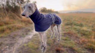 Walking A Whippet  Chobham Common  Sunset [upl. by Nilde]