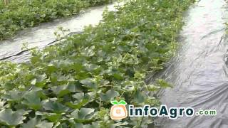 Melon Growing How to plant grow and harvest  22 [upl. by Puff]