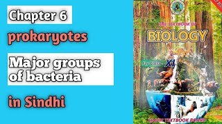 Major groups of bacteria class 11 biology Sindh board chapter 6 prokaryotes [upl. by Standford]