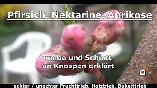 Pfirsich Nektarine Aprikose  Triebe und Schnitt an Knospen erklärt [upl. by Aedrahs364]