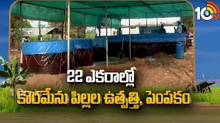 22 ఎకరాల్లో కొరమేను పిల్లల ఉత్పత్తి పెంపకం  Earn High Profits With Korameenu Fish Farming  10TV [upl. by Rexfourd501]