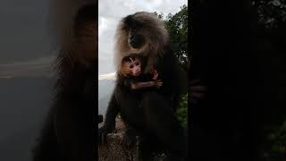 LionTailedMacaque Mom And son 2 or 3days cute baby babyanimal animals monkey monkeyvideo cute [upl. by Olinad]