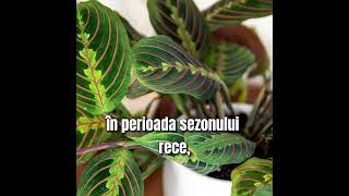 Maranta planta decorativă care SE ROAGĂ pentru casă Cum se întreține frumoasa floare [upl. by Anih123]