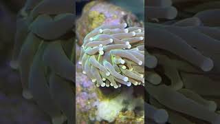 Using flatworm exit in my reef They were taking over my torch coral flatworms exit torch coral [upl. by Saibot]