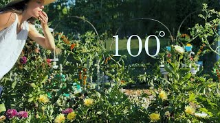 How to Garden in a Heat Wave Resilient Garden TOUR Zone 8a [upl. by Eanore]