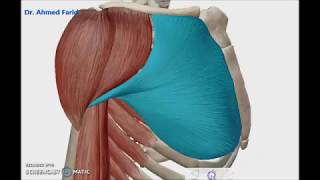 Pectoral Musclessuperficial muscles of thorax3D Dr Ahmed Farid [upl. by Aedni565]