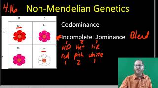 NonMendelian Inheritance [upl. by Thatcher]