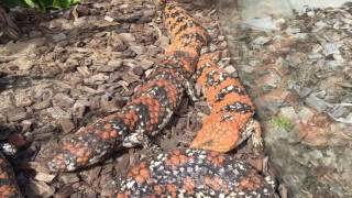 Shingleback breeding behaviour [upl. by Loni479]