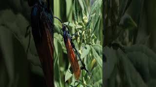 The Agony of the Tarantula Hawk Natures Most Painful Sting insects animals amazon [upl. by Niltiac]