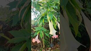 Brugmansia versicolor shorts flowers plants trend [upl. by Ahseram690]