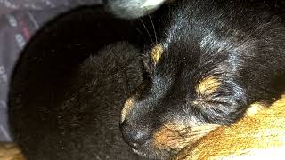 Videos Relaxantes para Cachorros😪💤 Cachorro Dormindo [upl. by Assilev]