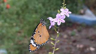 The Butterfly selyan1980 [upl. by Richter]