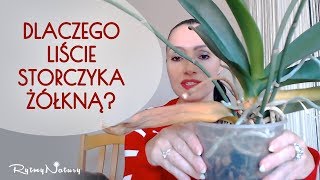 Dlaczego liście storczyka żółkną i odpadają [upl. by Alten783]