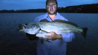 MULLOWAY quot Predators Of The Estuary quot REEL IT IN [upl. by Ran909]