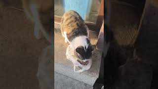 Feeding homeless cat [upl. by Noside289]