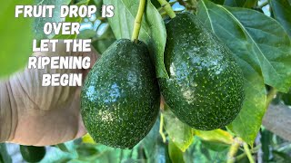 Multi Grafted Avocado Tree Fruit Drop is Over  Mexicola Grande Fruit is First to Ripen [upl. by Chiquia]