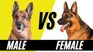 Male VS Female German Shepherd  Difference between Male and Female German Shephers [upl. by Nevaeh]