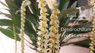 Dendrochilum cobbianum [upl. by Aneema]