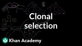 Clonal selection  Immune system physiology  NCLEXRN  Khan Academy [upl. by Leake380]