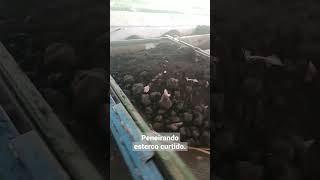 Uso de esterco bovino curtido em nossa terra vegetal aduboorganico minhocas agricultura [upl. by Lumpkin]